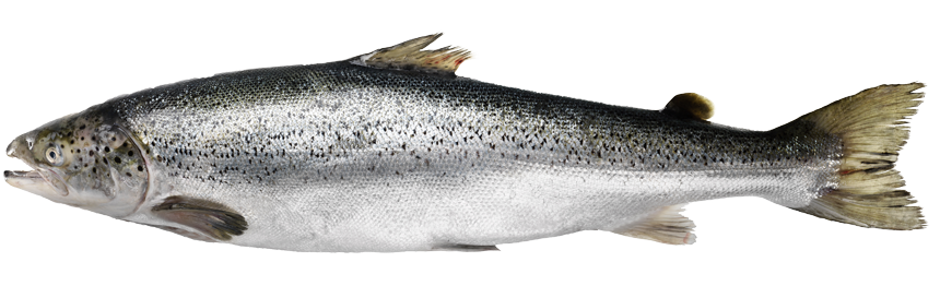 PNG Salmon Fish - 86348