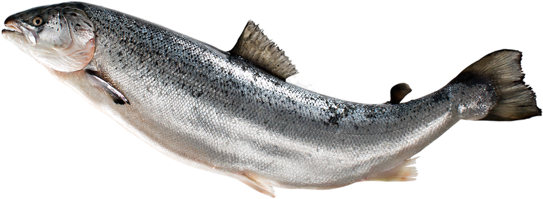 PNG Salmon Fish - 86340