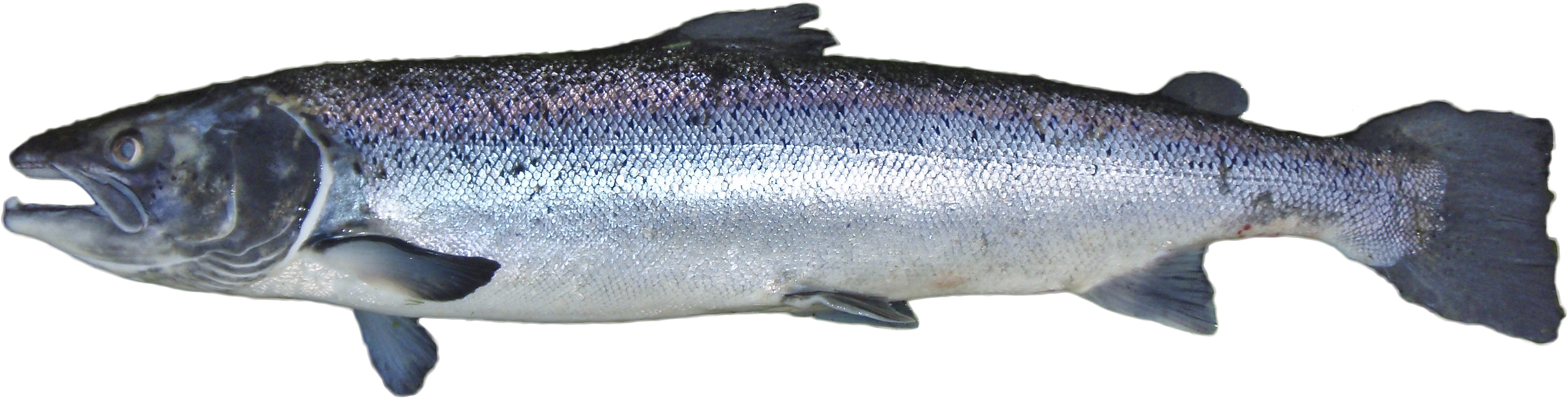 PNG Salmon Fish - 86344