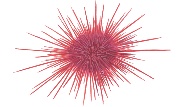 sea urchin silhouette