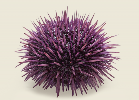 Adult sea urchin © Ann Cutti
