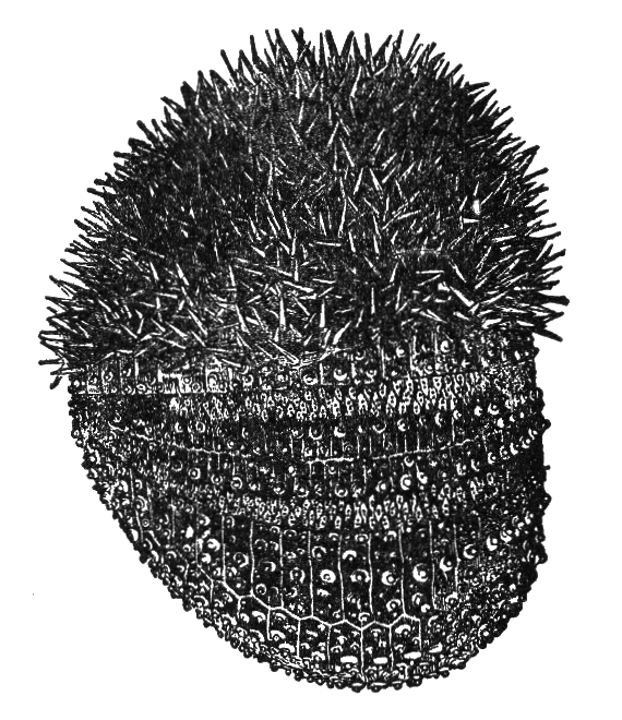 PNG Sea Urchin - 85061