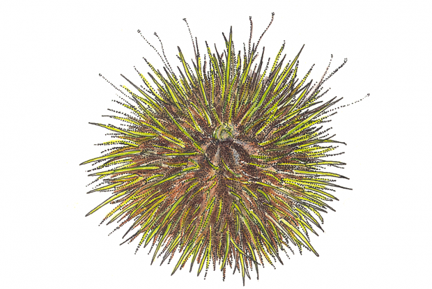 PNG Sea Urchin - 85065
