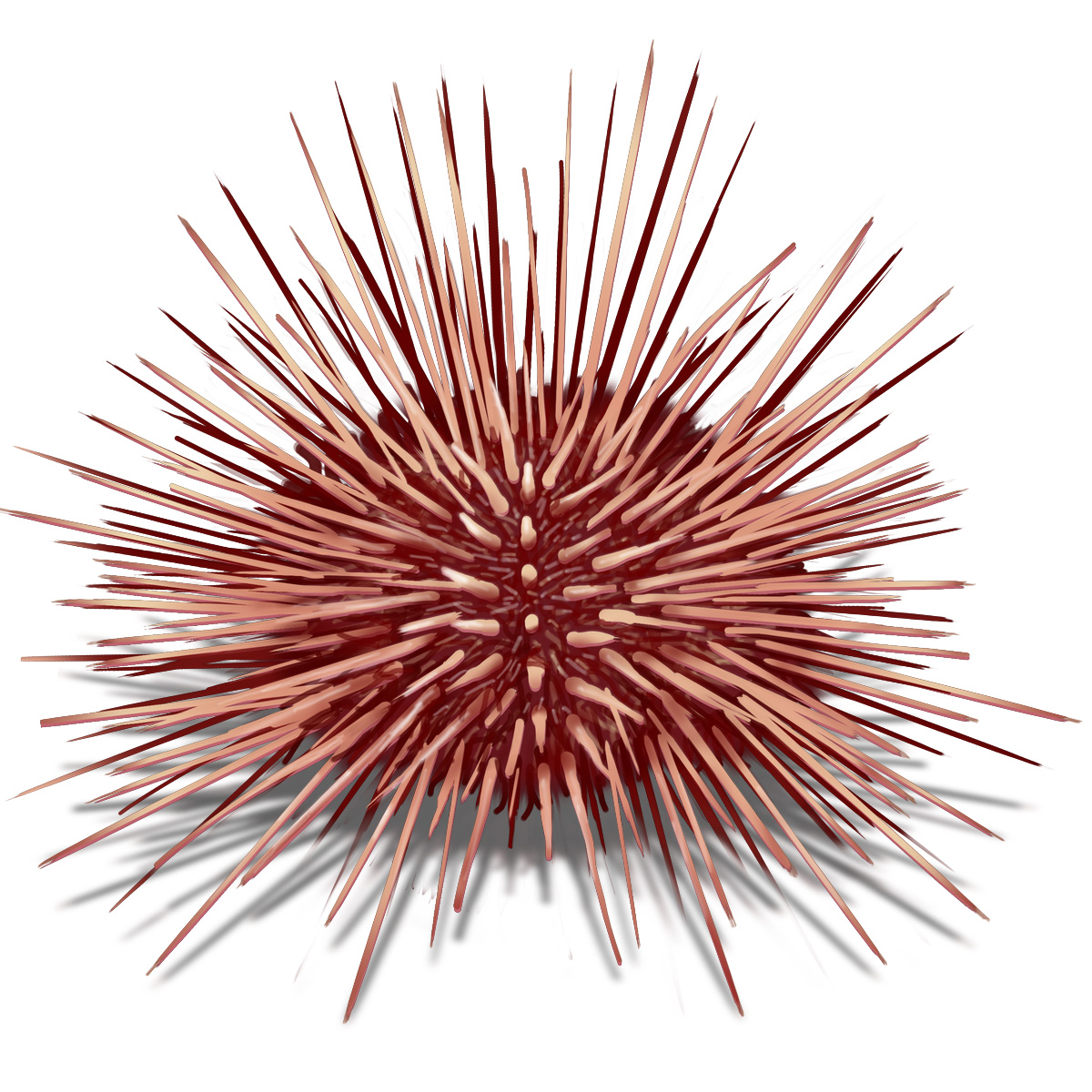 sea urchin silhouette