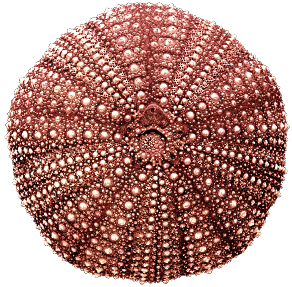PNG Sea Urchin - 85064
