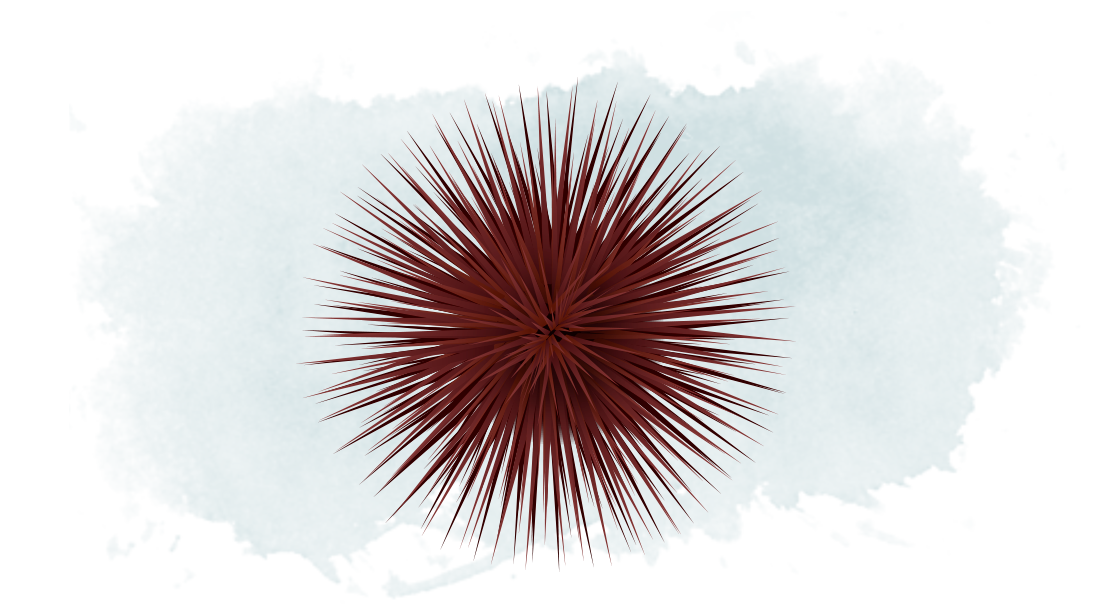 PNG Sea Urchin - 85069