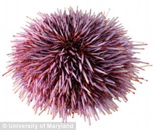 Sea urchins and sea cucumbers
