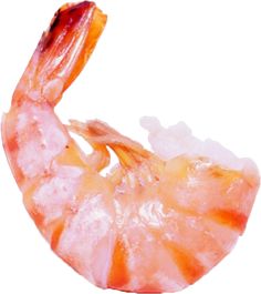 PNG Shrimp - 84524