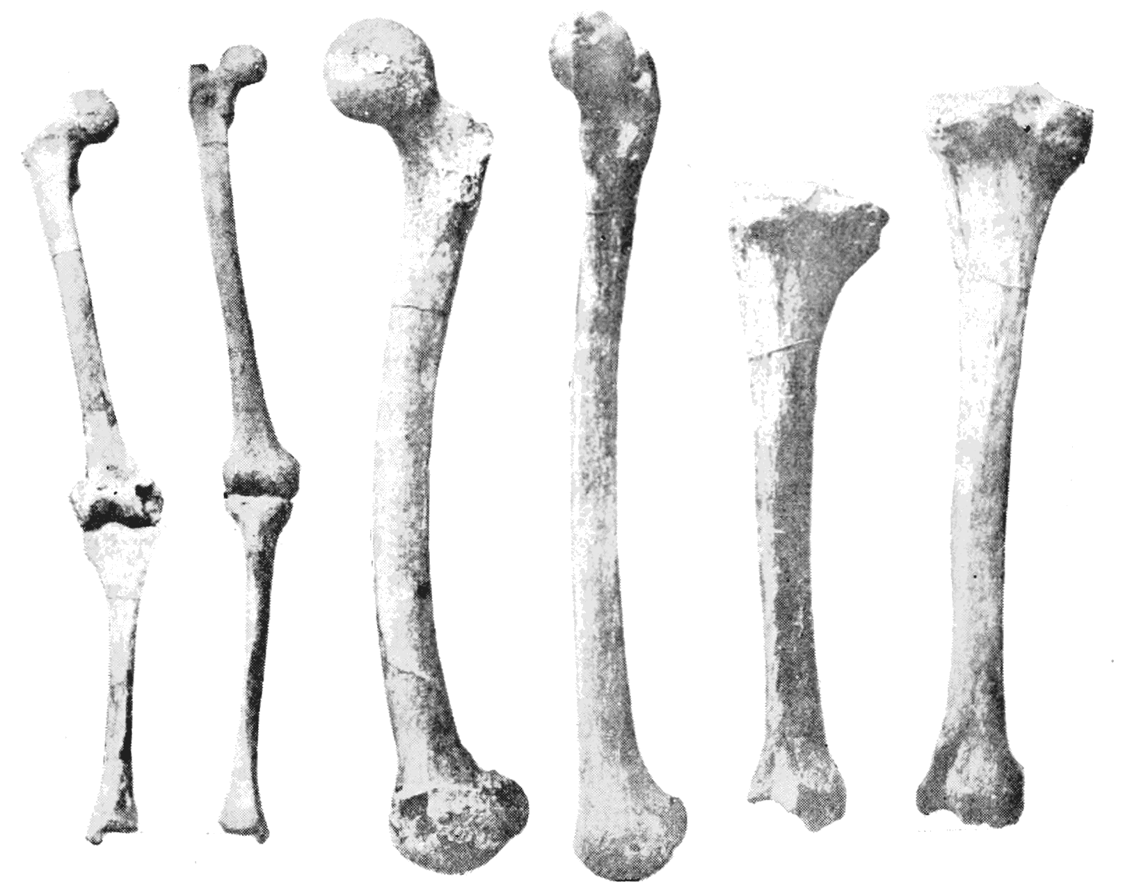 PNG Skeleton Bones - 87162