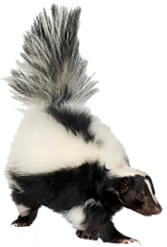 Skunk Removal Guilford CT