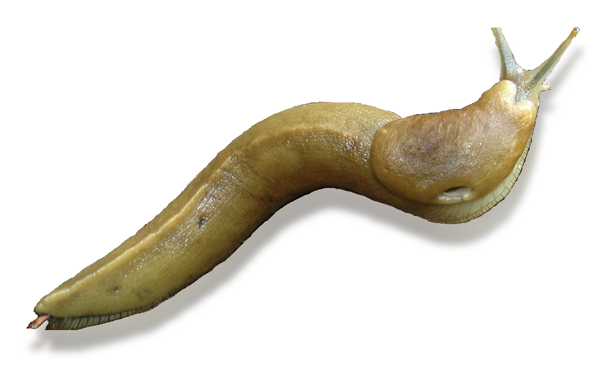 PNG Slug - 85611