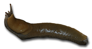 PNG Slug - 85607
