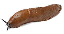 PNG Slug - 85614