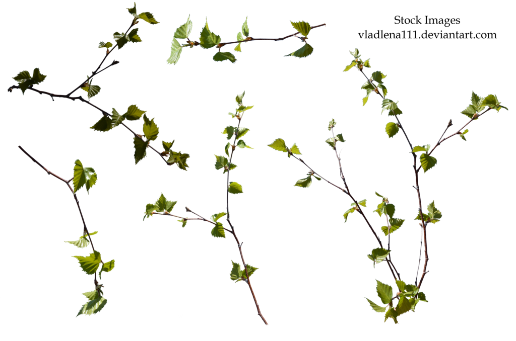 Branch spring tree PNG -3 by 