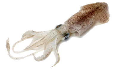PNG Squid - 59711