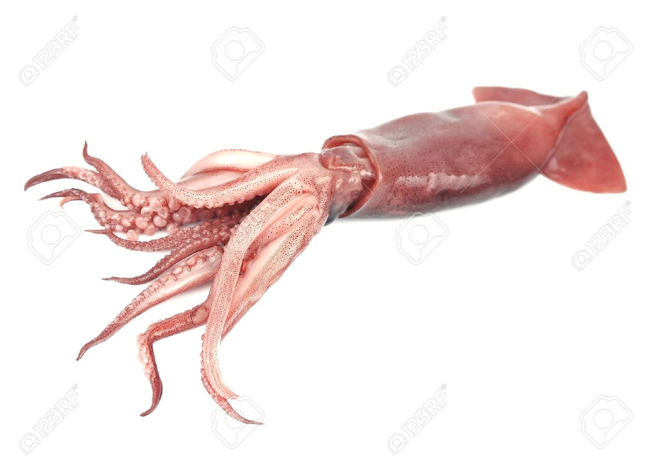 PNG Squid - 59702