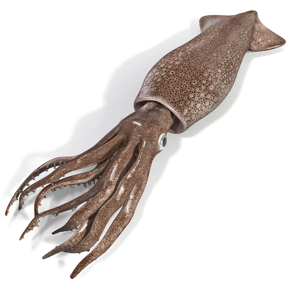 PNG Squid - 59705