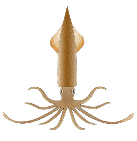 PNG Squid - 59700