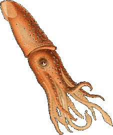 PNG Squid - 59707