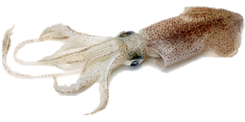PNG Squid - 59713