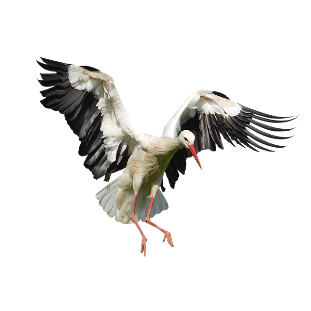 PNG Stork - 58386
