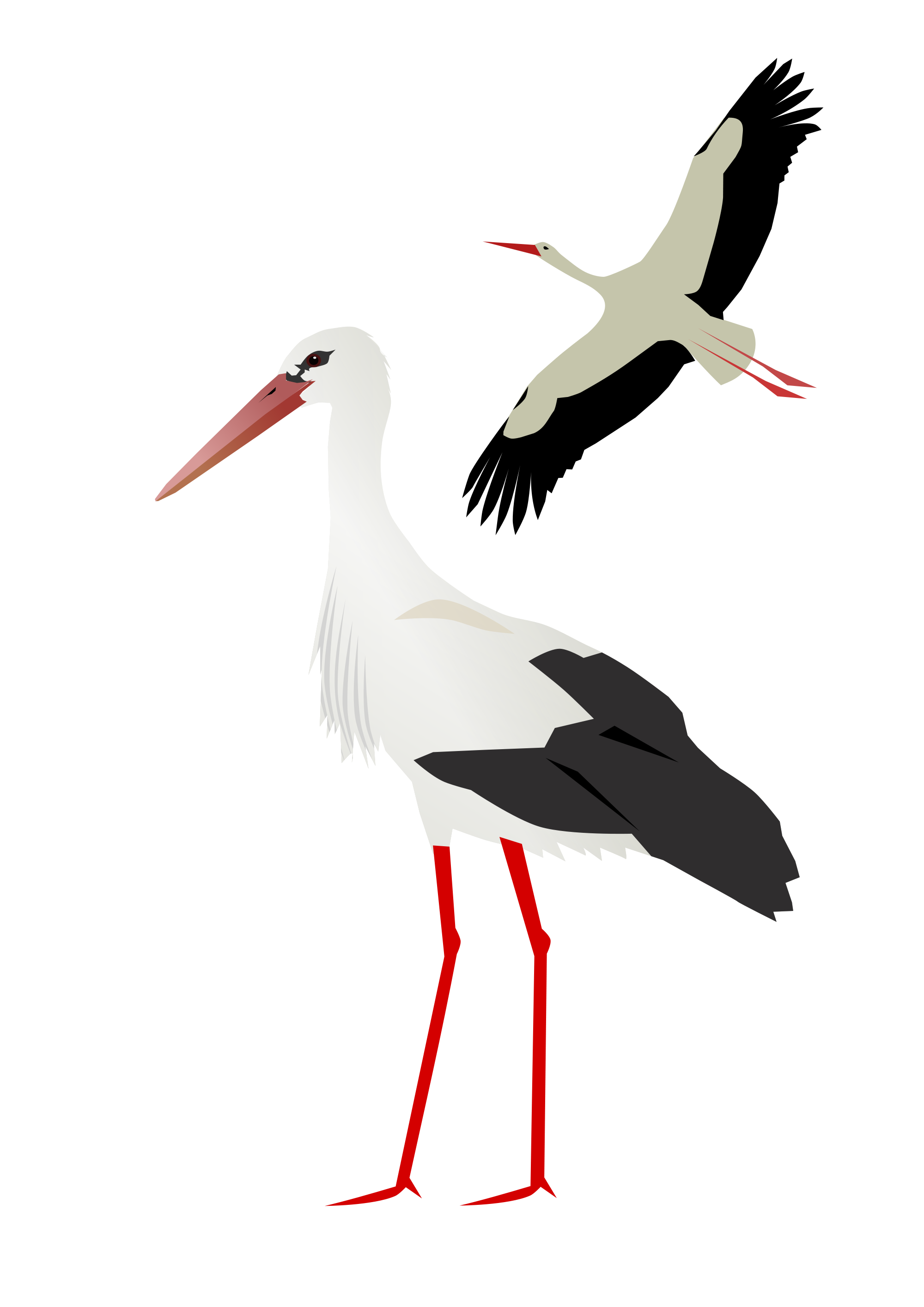 PNG Stork - 58390