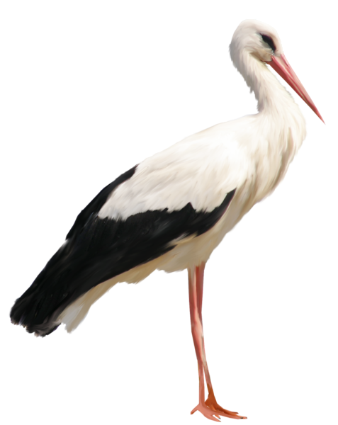 Postman stork, Stork Material