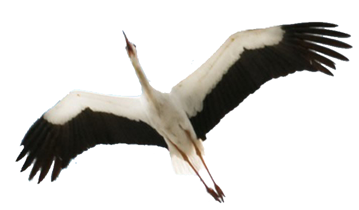 Stork Flying PNG by EveLivese