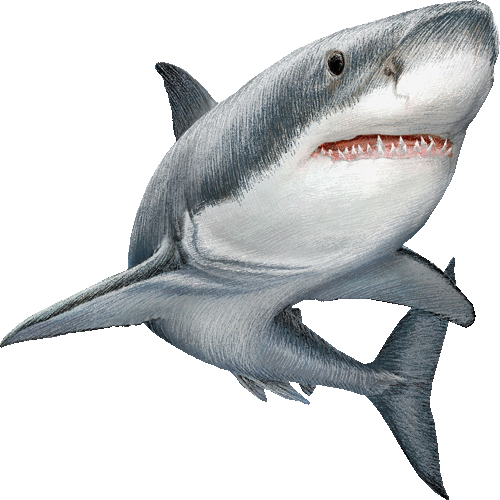 Almohada gigante pez tiburon