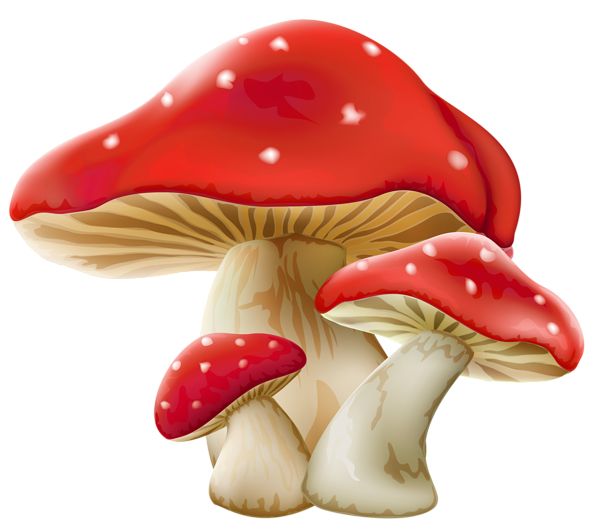 Toadstool Mushroom. Amanita.p