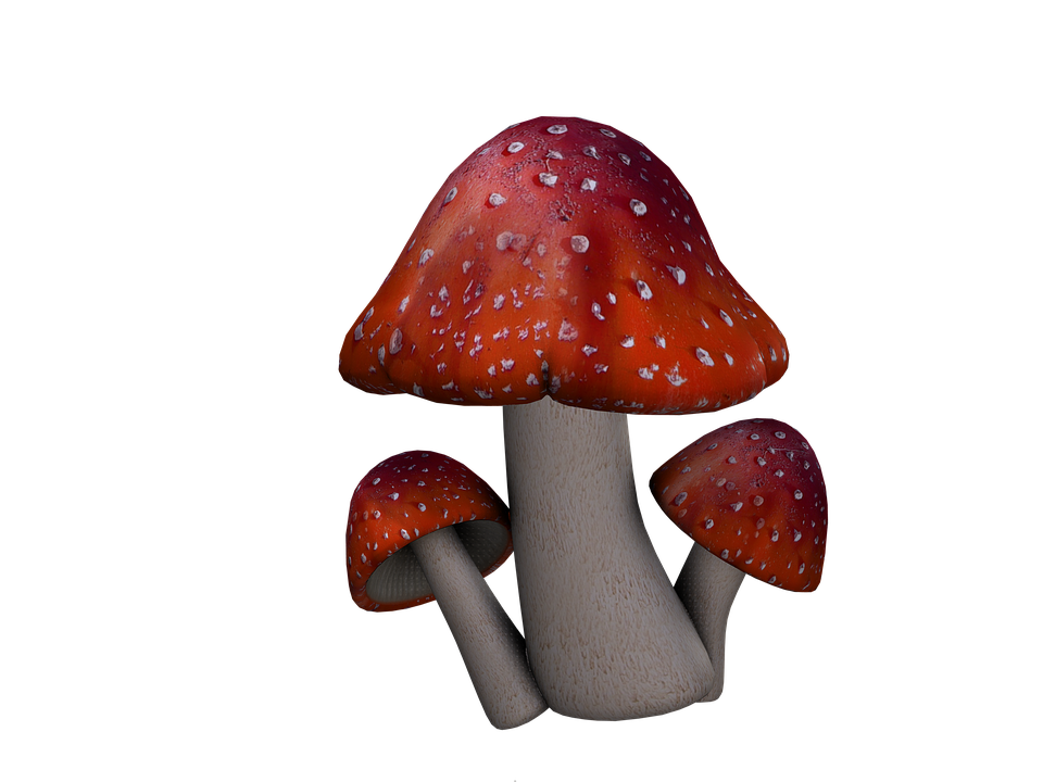 PNG Toadstool - 80568