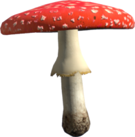 PNG Toadstool - 80565
