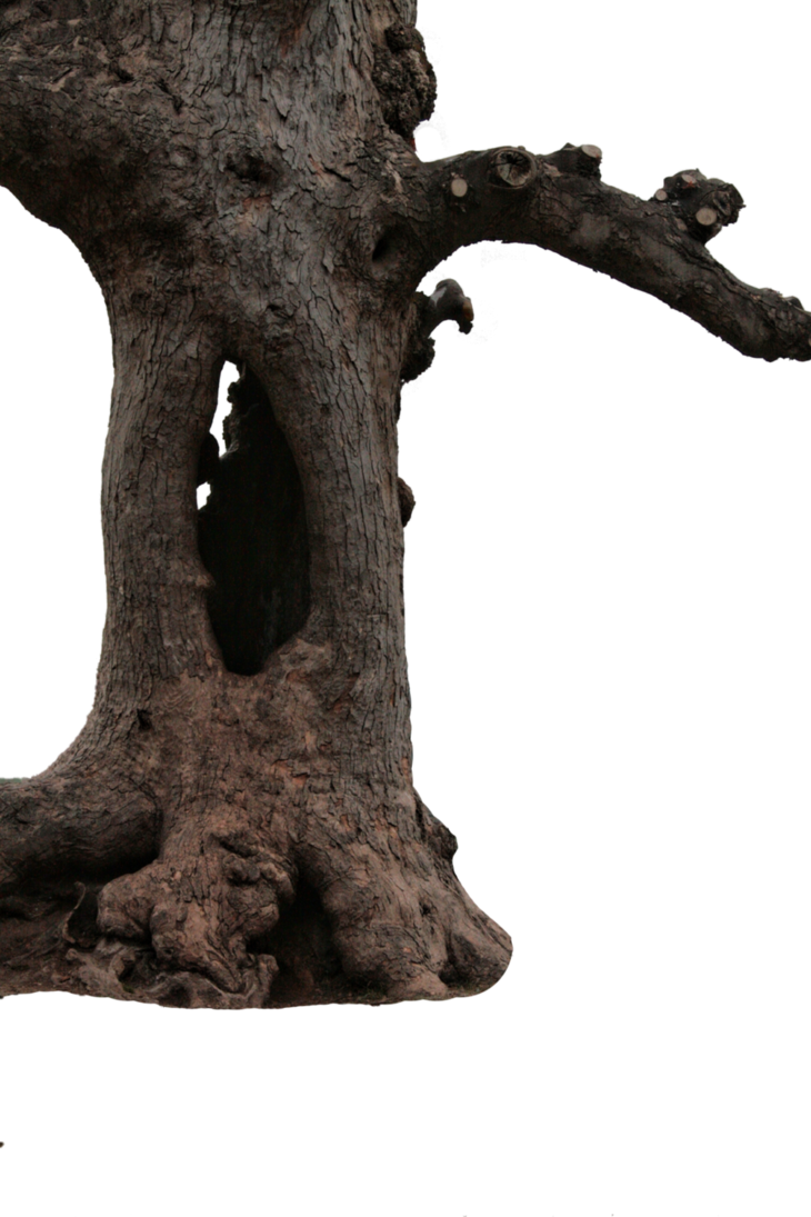 PNG Tree Trunk - 83082