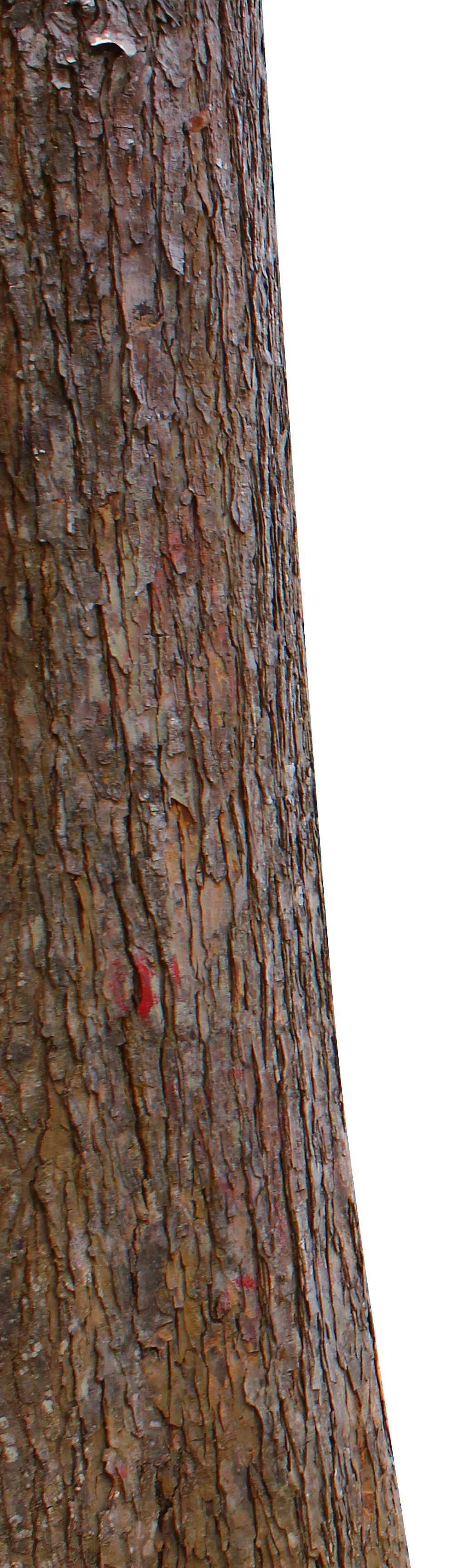 Tree trunk PNG by Nitwitbrit 