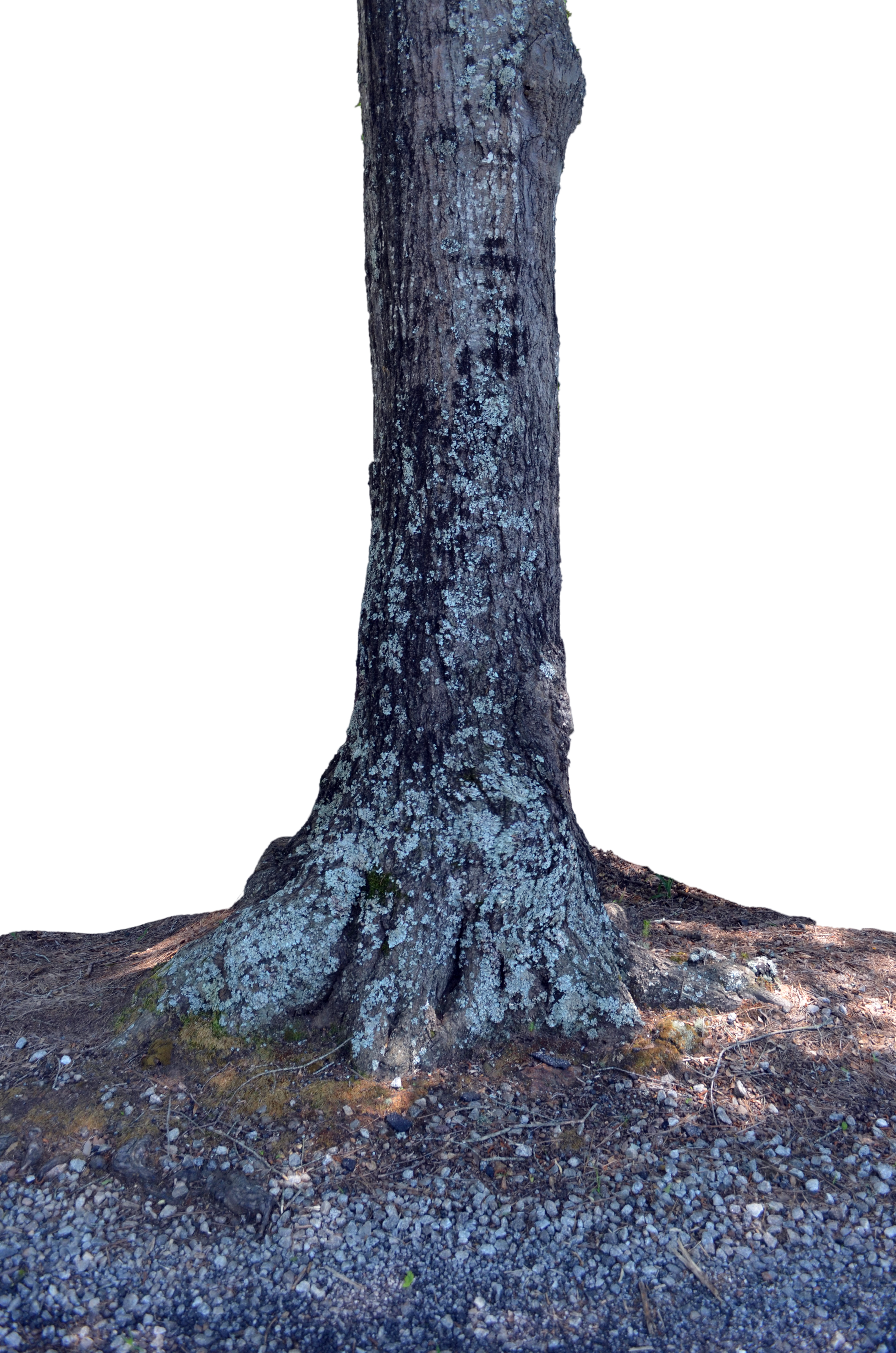 PNG Tree Trunk - 83081