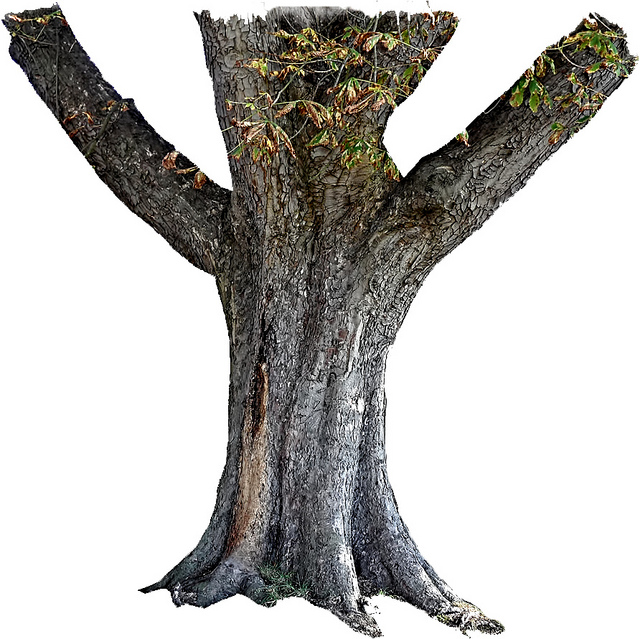 Tree Trunk PNG STOCK by Karah