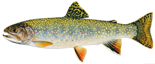PNG Trout - 83144