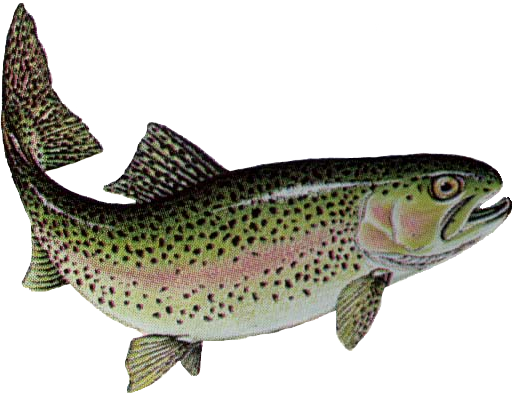 PNG Trout - 83150