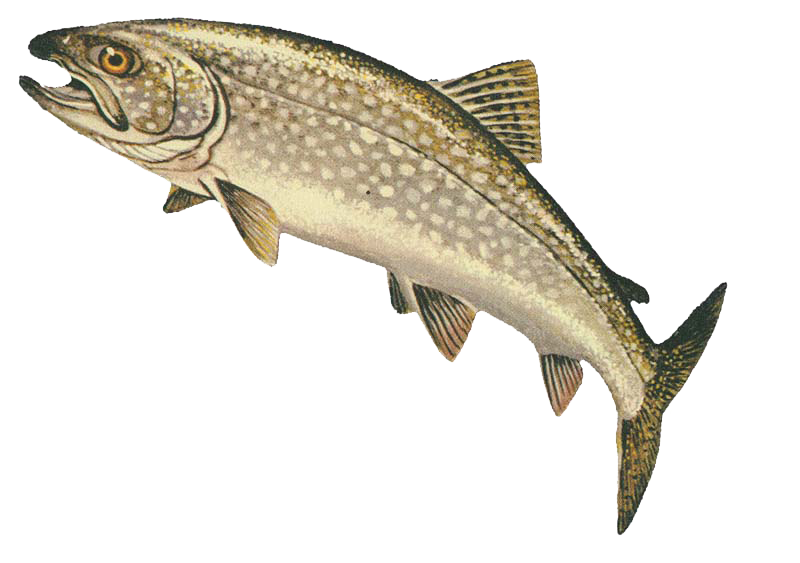 PNG Trout - 83153