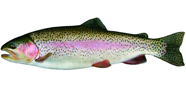 PNG Trout - 83145