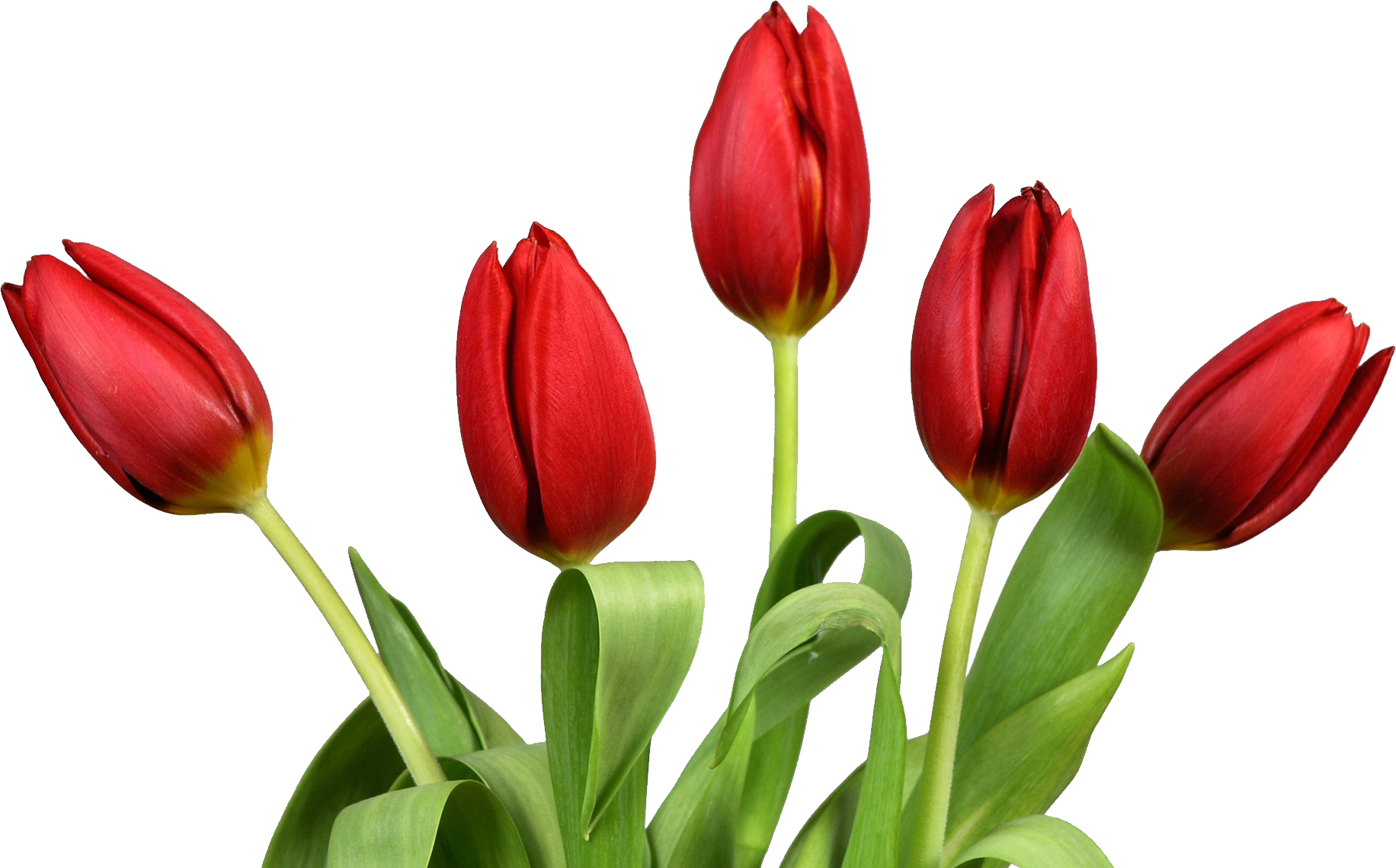 PNG Tulips Free - 81321