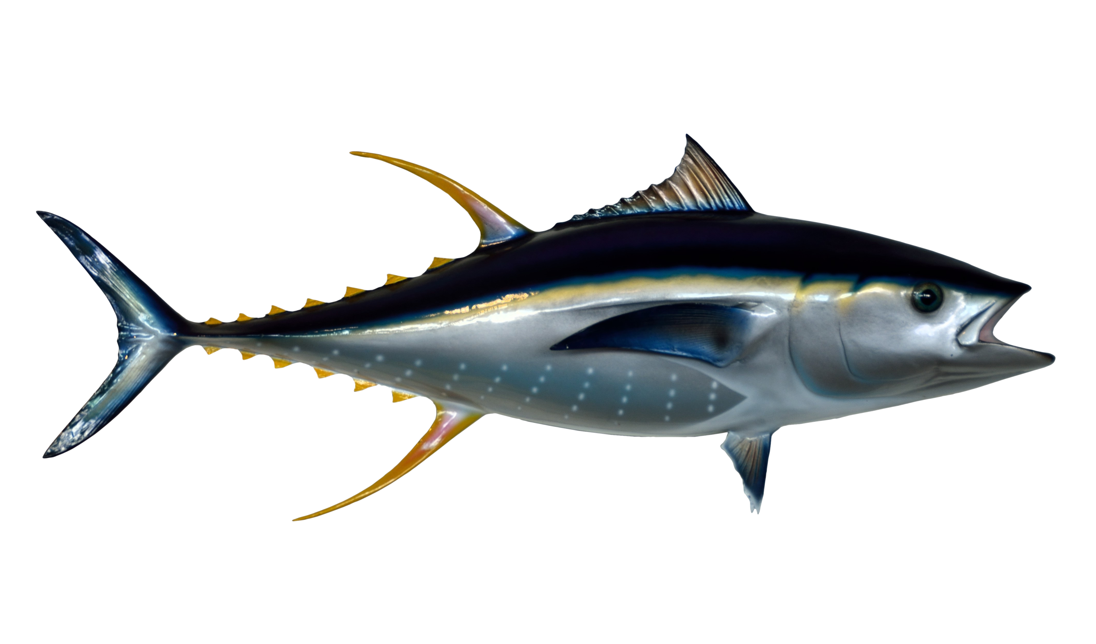 Tuna oil