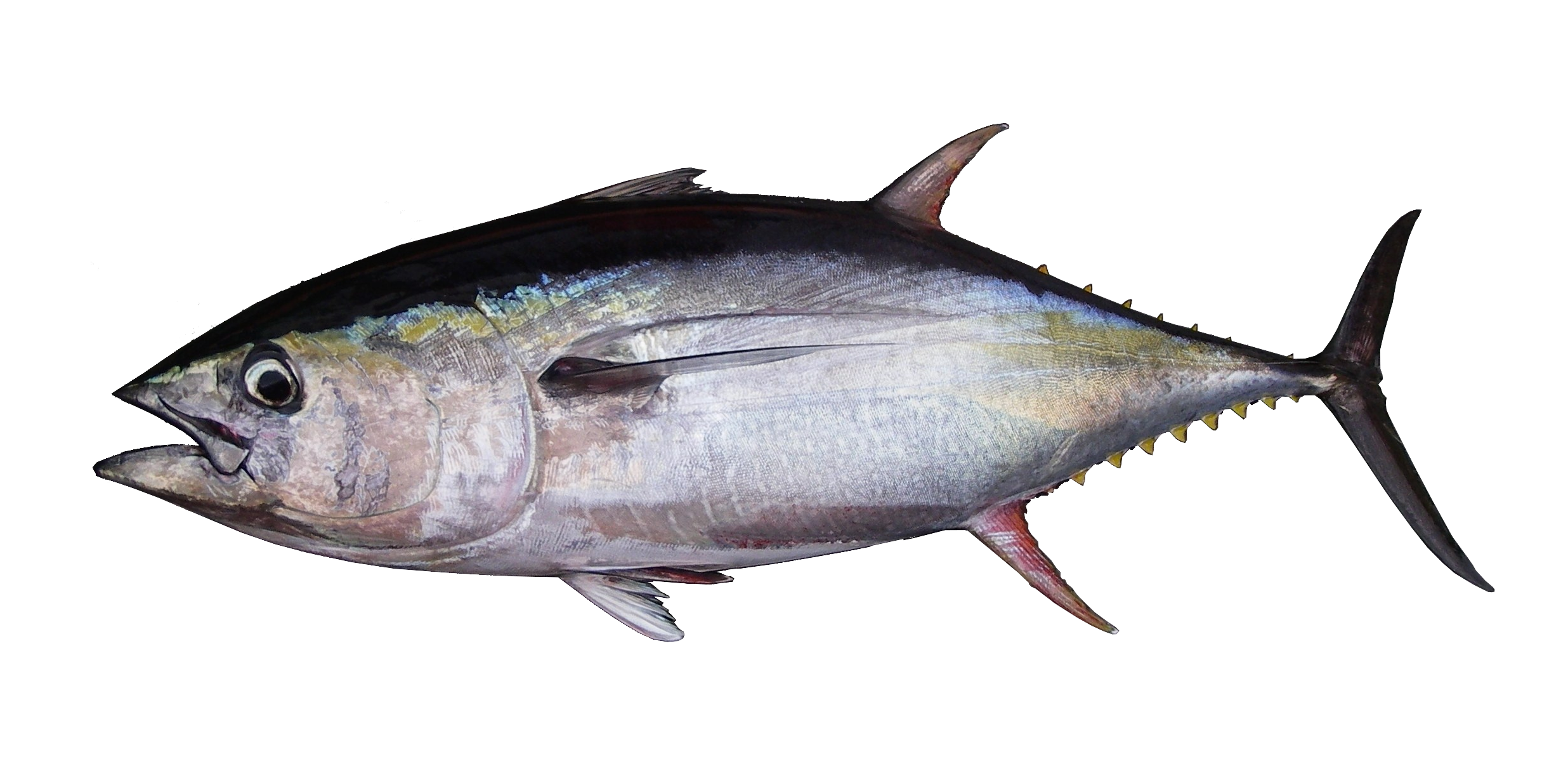 Nightime Tuna FIshing