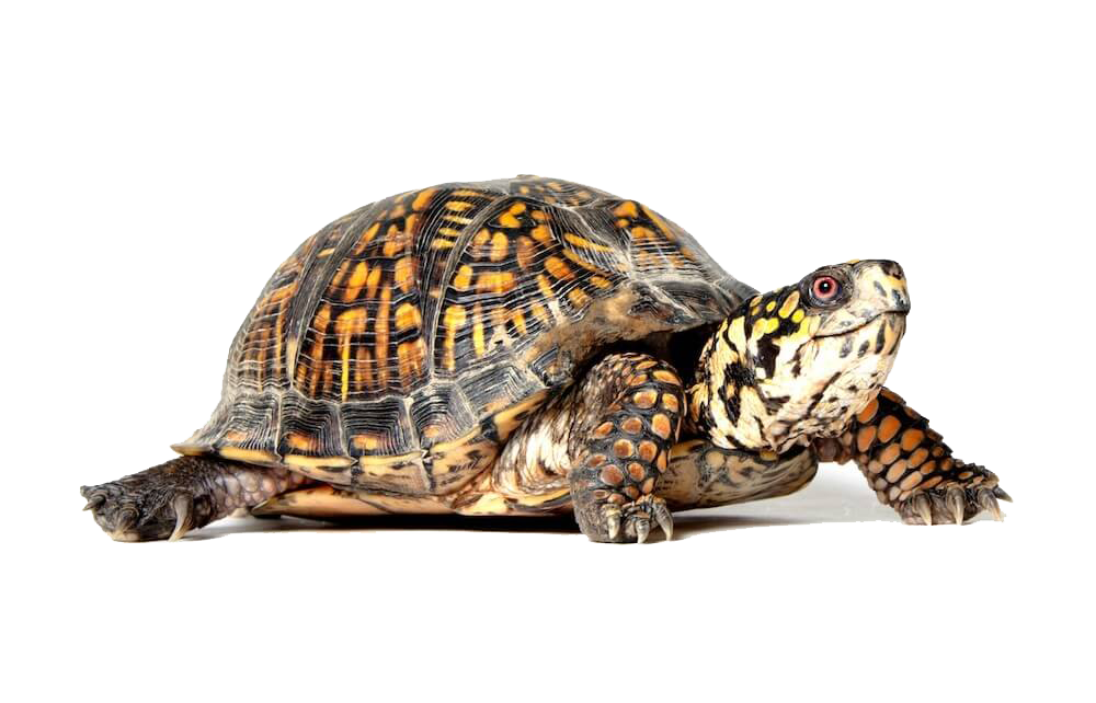 Box Turtle PNG Free Download