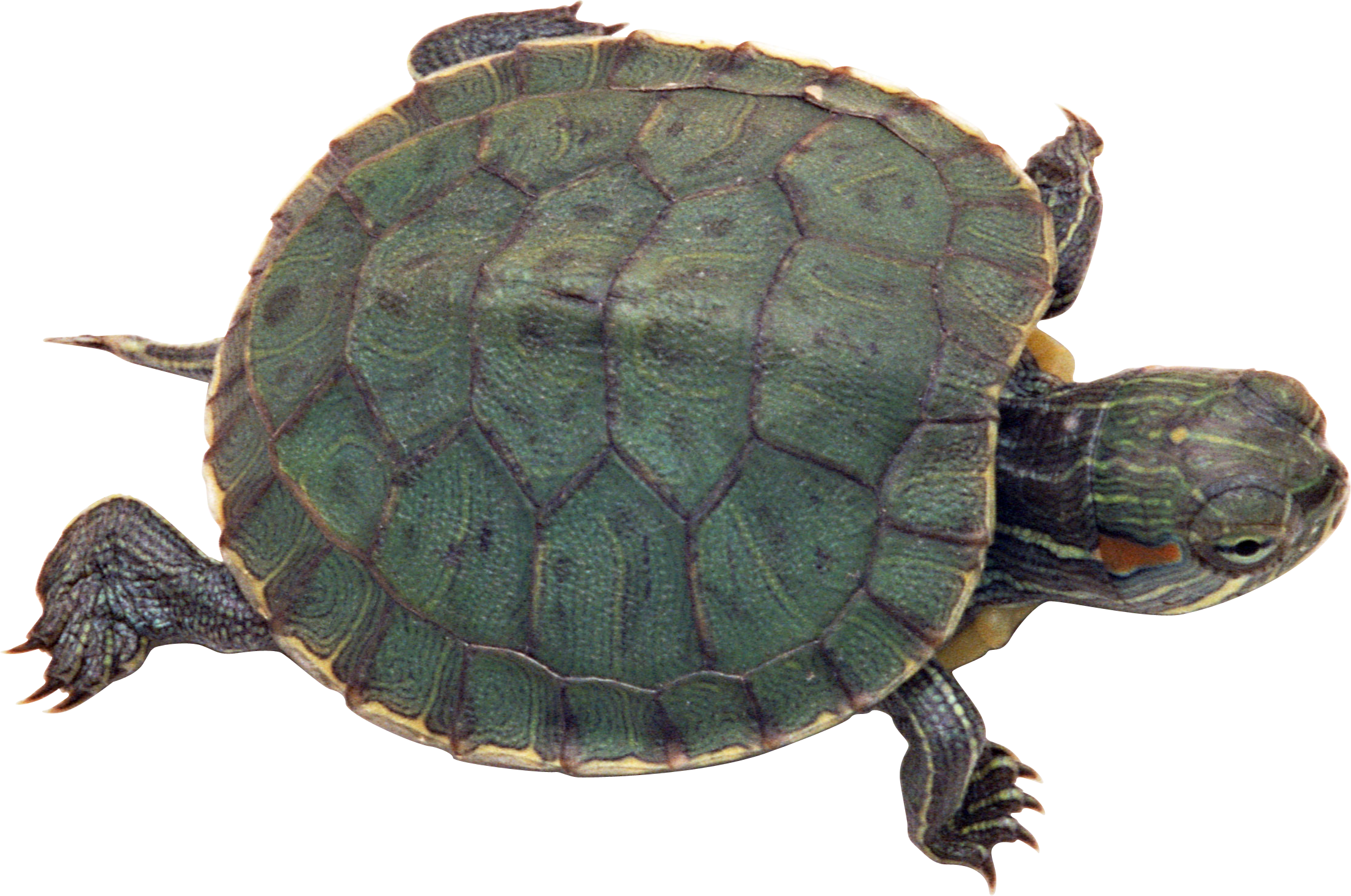 PNG Turtle Pictures - 81275