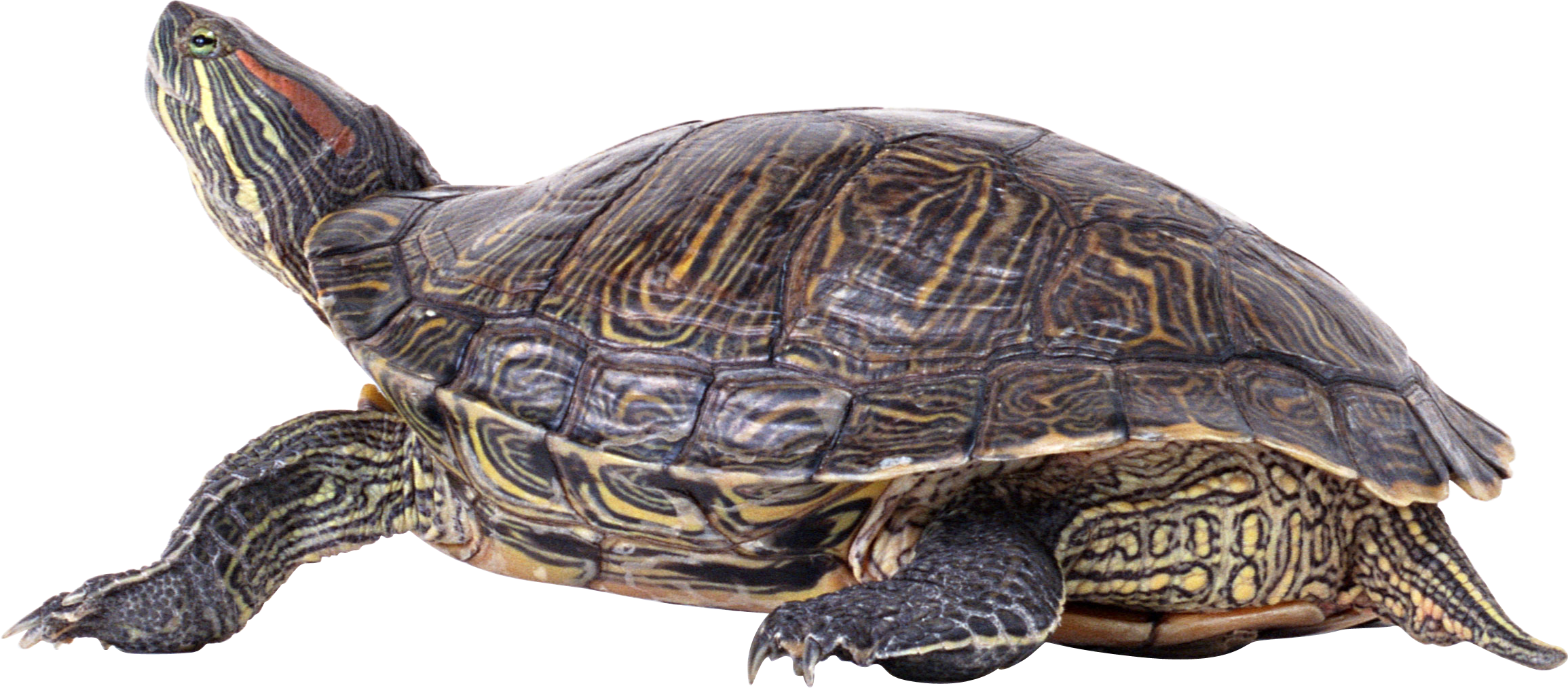 PNG Turtle Pictures - 81269