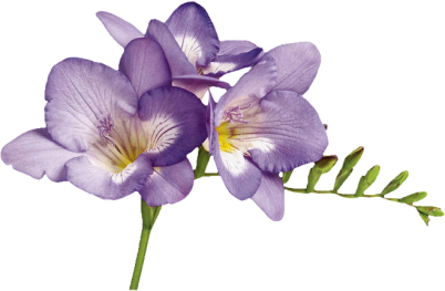 PNG Violets Flowers - 56152