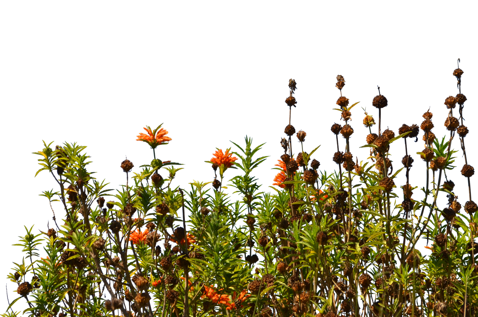 Larkspur, Wildflowers, Meadow