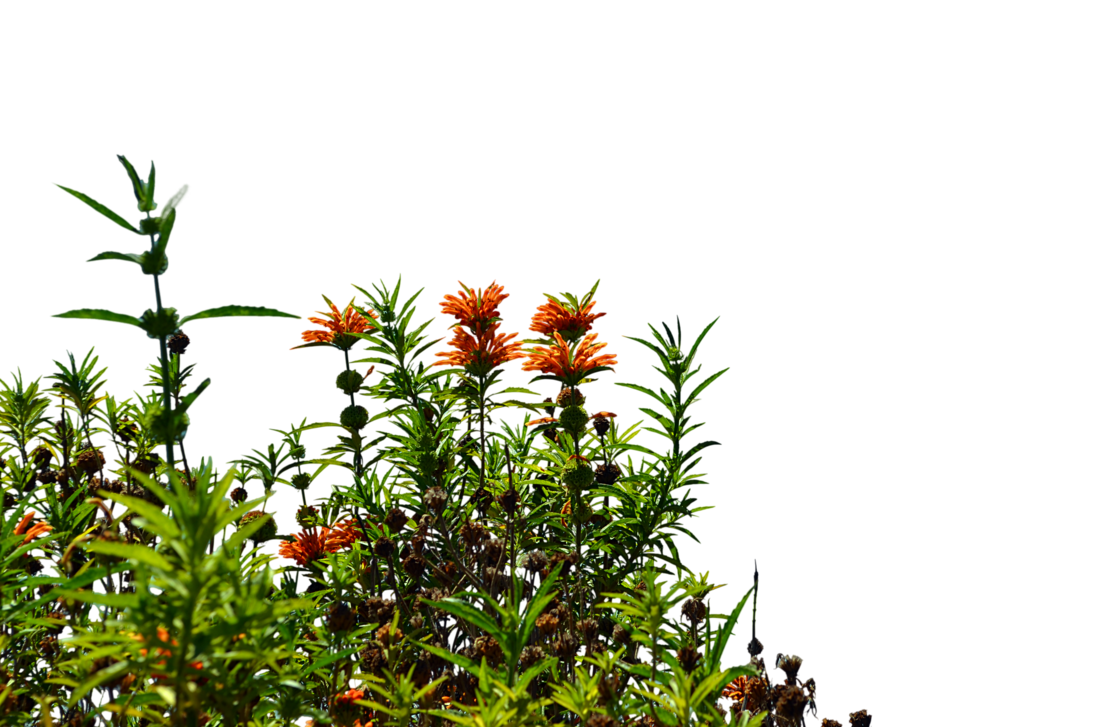 PNG Wildflowers - 53634