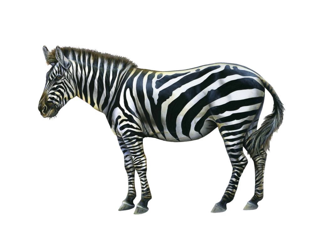 Png Zebra by Moonglowlilly Pl